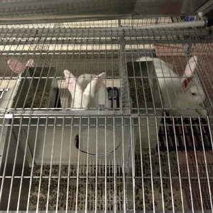 Клітки для кроликів