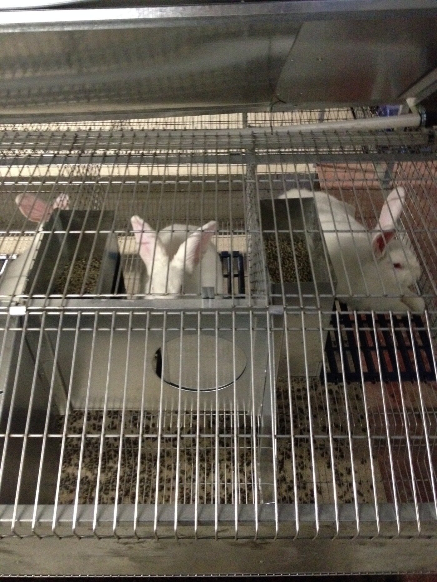 Размеры клетки из сетки для кроликов + чертежи